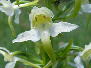 Platanthera chlorantha