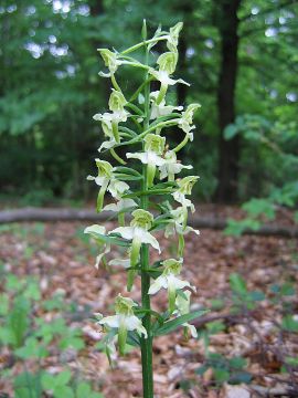 Platanthera chlorantha