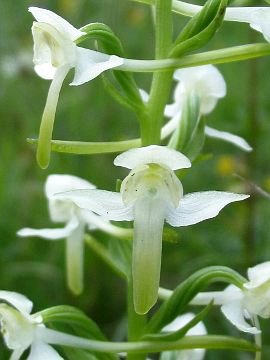 Platanthera chlorantha