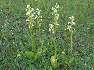 Platanthera chlorantha