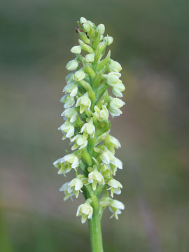 Pseudorchis albida