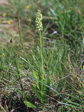 Pseudorchis albida