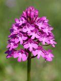 Anacamptis pyramidalis