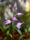 Cephalanthera rubra