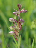 Coeloglossum viride