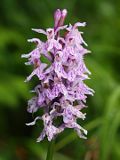 Dactylorhiza fuchsii