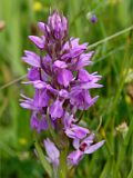 Dactylorhiza praetermissa