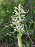 Himantoglossum hircinum