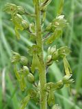Listera ovata