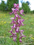 Orchis anthropophora × militaris