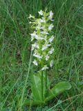 Platanthera chlorantha