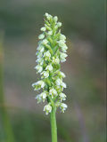 Pseudorchis albida